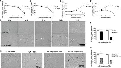 1-Deoxysphingolipids, Early Predictors of Type 2 Diabetes, Compromise the Functionality of Skeletal Myoblasts